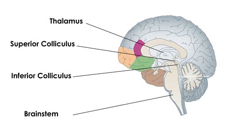 Inferior Colliculus