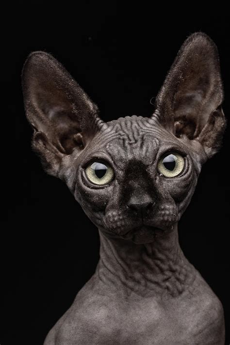 Sphynx Cat by Patrick Matte