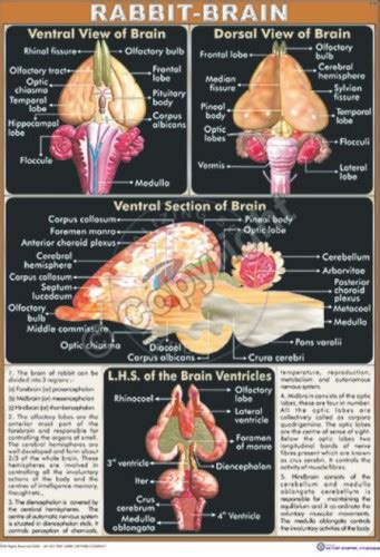 Victory Graphik | Z-33 Rabbit Nervous System