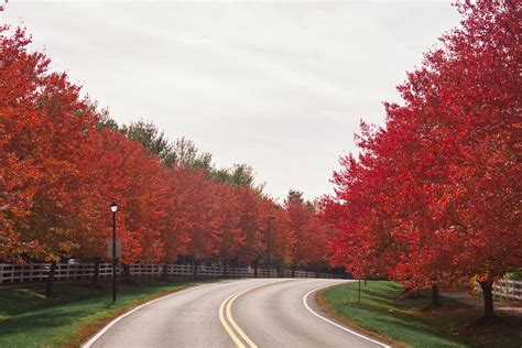 fall foliage in maryland - Sea of Blush