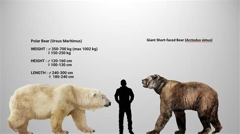 Grizzly Bear Vs Lion Size