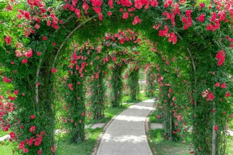 Beautiful Climbing Roses: How To Grow, Care For, and Prune Climbing Roses - Minneopa Orchards