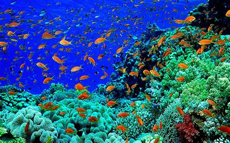 🔥 [47+] Beautiful Underwater Wallpapers | WallpaperSafari