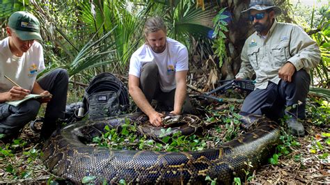 To Catch a Snake: Largest Python Found in Everglades Signals a Threat - Jopress News