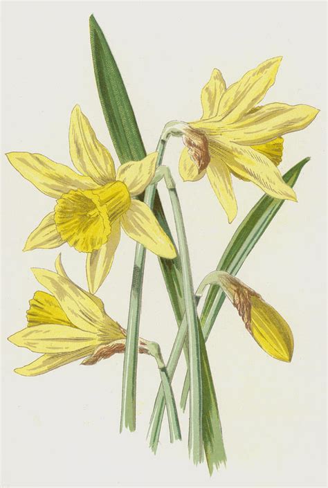 Daffodil Painting by Frederick Edward Hulme - Pixels