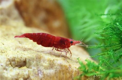 Red Cherry Shrimp - The Care, Feeding, and Breeding of Red Cherry Shrimp - Aquarium Tidings