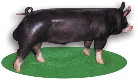 Top Eight Major Swine Breeds - Pork Checkoff