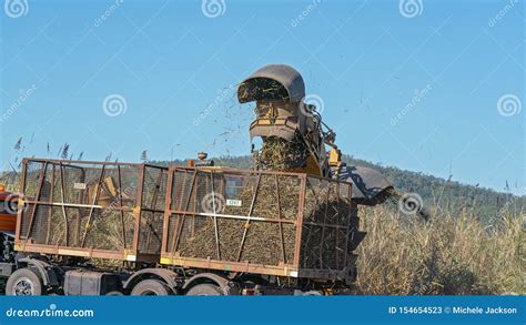 Sugar Cane Harvesting during Crushing Season in Australia Stock Image - Image of farm, cultivate ...