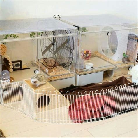 hedgehog cage | Hedgehog pet, Hedgehog cage, Hedgehog house