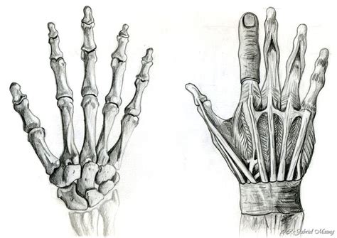 19 best skeleton hands images on Pinterest | Hand anatomy, Skeleton hands and Anatomy