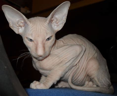 List Of Hairless Cat Breeds - Pets Lovers