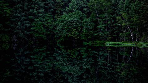 Green Trees Forest Dark Background Reflection On Water HD Dark Wallpapers | HD Wallpapers | ID ...