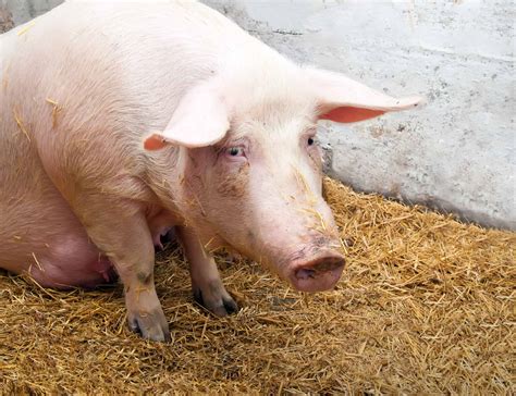 What is Porcine Stress Syndrome in Pigs and How to Treat It