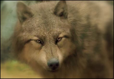 Image - Paul wolf in form.jpg | Twilight Saga Wiki | Fandom powered by Wikia