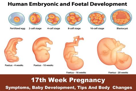 Pregnancy Symptoms Of First Month, - Pregnancy Sympthom