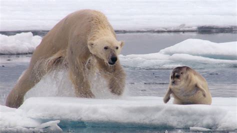 Hungry Polar Bear Ambushes Seal | The Hunt | BBC Earth (2017) | Natural History Nature Documentary