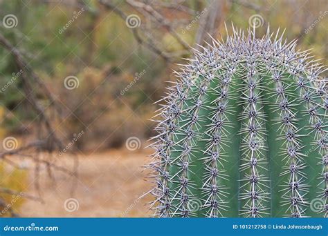 Close Up of a Saguaro Cactus with Copy Space Stock Photo - Image of blurred, plant: 101212758