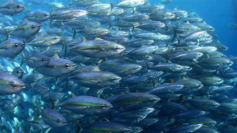 In Pacific Ocean, Expanded Protections Didn’t Hurt Fishing | The Pew Charitable Trusts