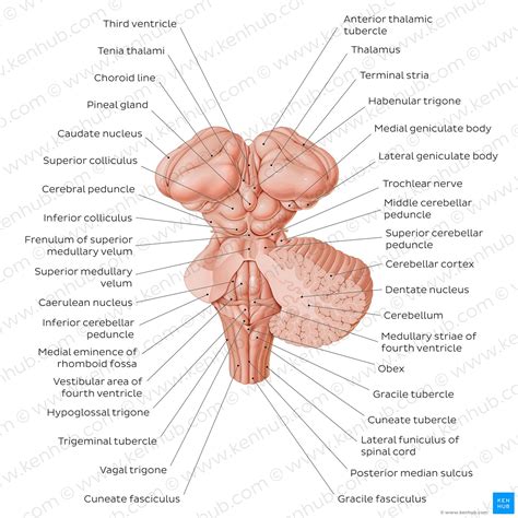 View Below Brain Brainstem Anatomy Education Stock Illustration | The Best Porn Website