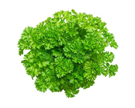 Bunch of Fresh Curly Parsley, Curly Leaf Parsley, Isolated, from Above Stock Photo - Image of ...