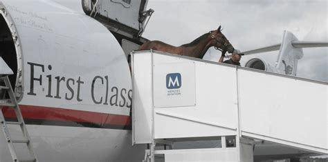 That horse can really fly! - FreightWaves