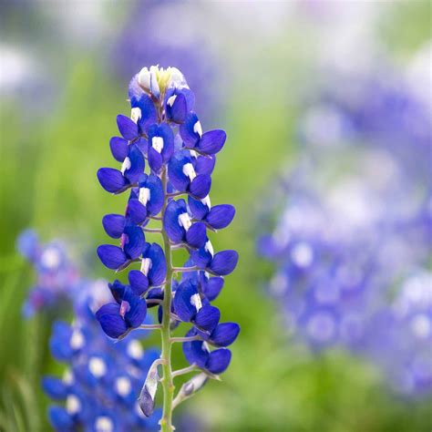 Lupine Flower Garden Seeds - Texas Blue Bonnet - 1 Lb - Perennial Flower Gardening Seeds ...