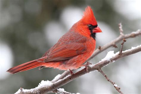 Cardinal | Bird, Description, & Facts | Britannica