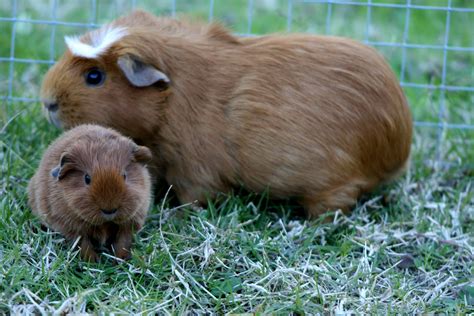 Your Guinea Pig’s Pregnancy: The Stages of Pregnancy