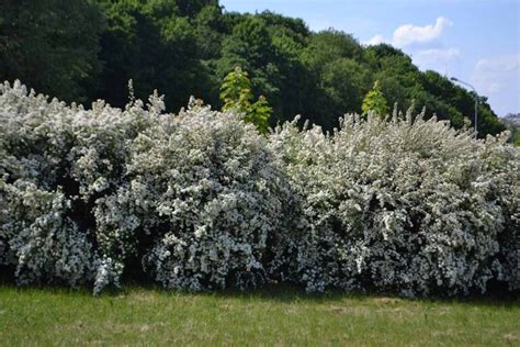 How to Grow and Care for Bridalwreath Spirea | Gardener’s Path