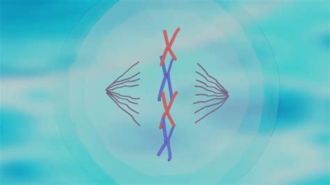 3D Cell Division Through Mitosis Animation - TurboSquid 1715740