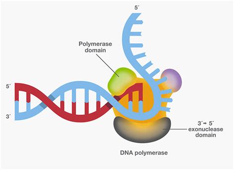 SmarTaq DNA Polymerase: for highly specific PCR, multiplex PCR and high sensitivity applications ...