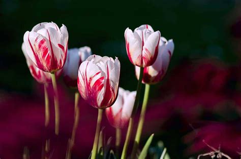 Variegated & Striped Tulips Guide (Pictures & Care Tips)