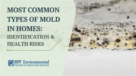 20 Most Common Types of Mold in Homes: Identification & Health Complications