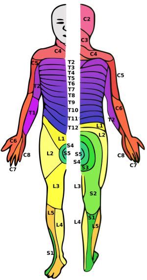 Complete spinal cord transection syndrome - WikEM