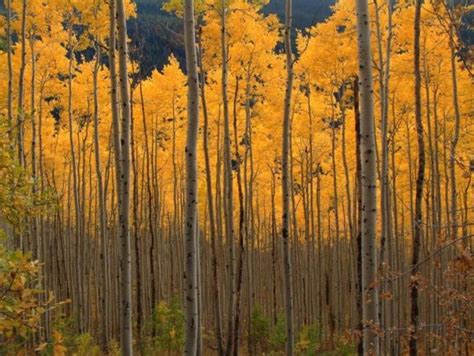 🔥 [40+] Aspen Tree Wallpapers | WallpaperSafari