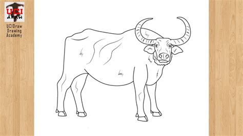 Tamaraw Drawing Sketch