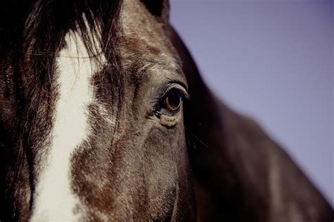 Injuries and Diseases in the Horse's Eye