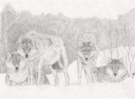 Wolf Pack Drawing by Stephen Brissette