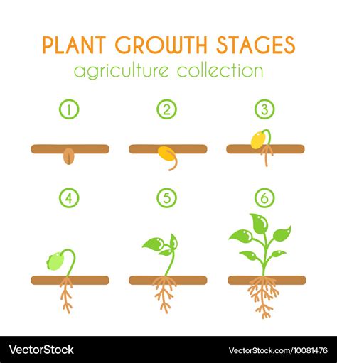 Plant growth stages planting process Royalty Free Vector