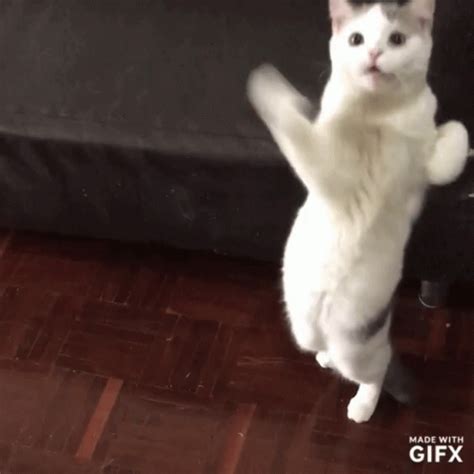 Cat Dance GIF - Cat Dance Notice Me - Discover & Share GIFs