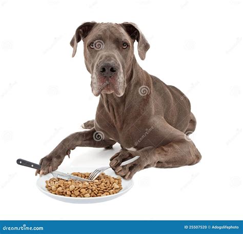 Great Dane Dog Eating Food With Utensils Stock Photo - Image: 25507520