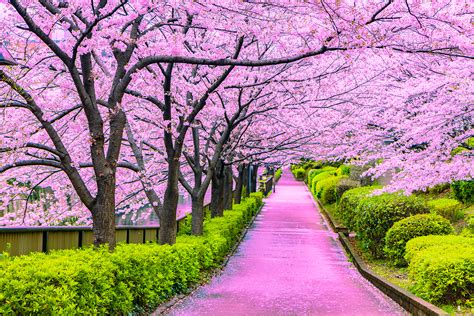 Sakura Viewing and Hanami Parties | KCP Japanese Language School