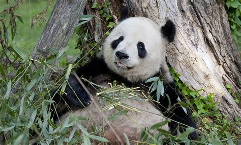 Giant Panda Smithsonian's National Zoo, 58% OFF