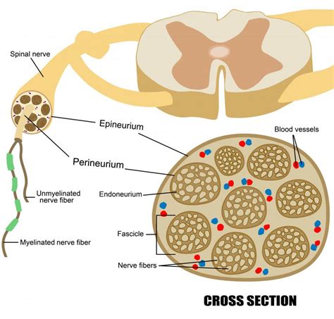 What is a Nerve Plexus? (with pictures)