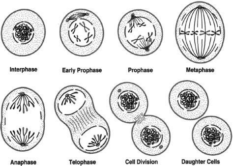 5 Stages Of Mitosis Diagram