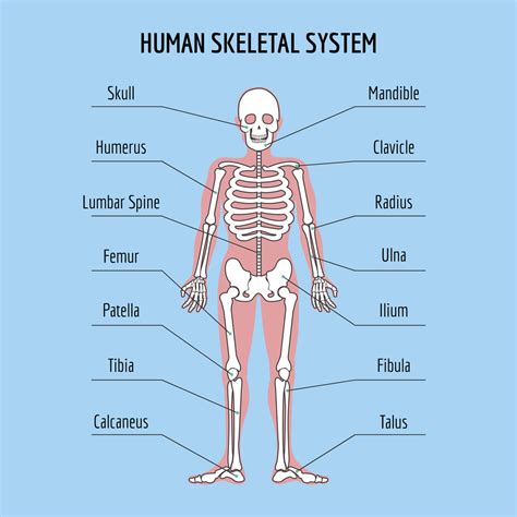 Simple Human Body Bones Diagram : Human Skeleton Diagram Trace Skeletal System Diagram Simple ...