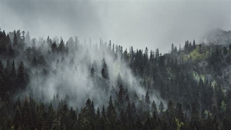 23 Foggy Forest Wallpapers - Wallpaperboat