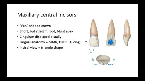 Cingulum Tooth