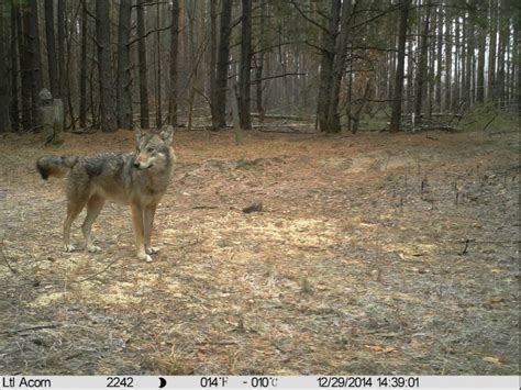 The Flourishing Wildlife of Chernobyl Despite High Levels of Radiation