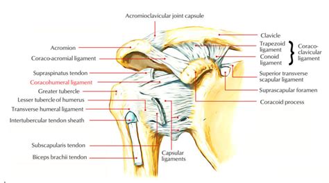 Coracohumeral Ligament – Earth's Lab